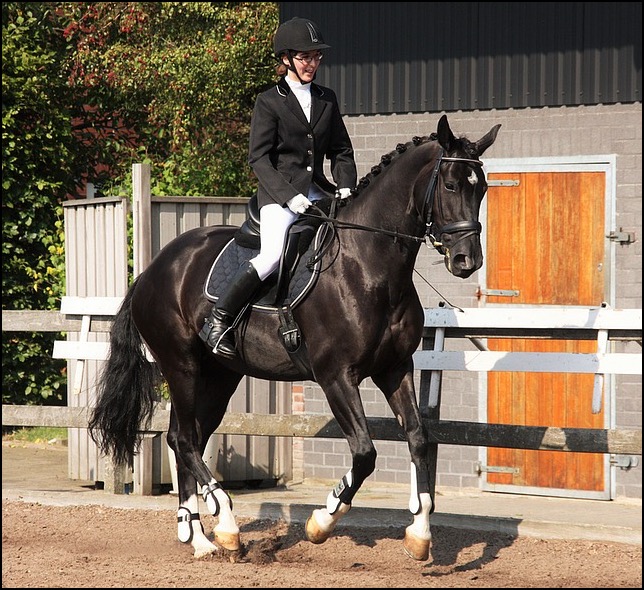 Dressage horse and rider in arena